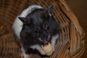 Jakie orzechy można podawać chomiki? Jakie orzechy można podawać chomiki?